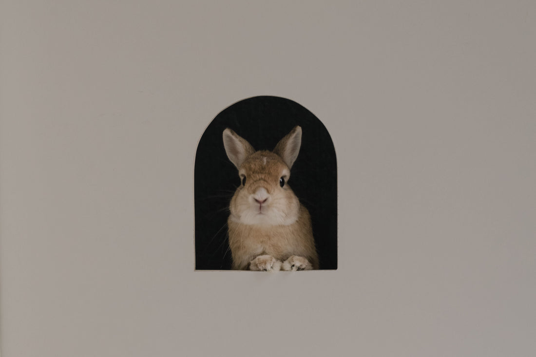 Hey, bunny