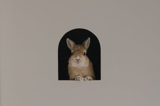 Hey, bunny